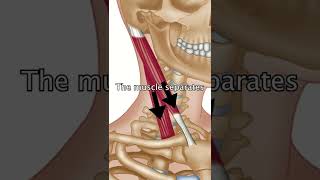 The Sternocleidomastoid Muscle