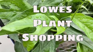 Lowes Garden Center Rare Plant Shopping Dossier.co Costa Farms Baltic Blue