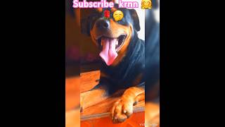 Rocy... 💗🌝 එයා සැරයි වගේ හිටියට හරිම හොදයි... 🤭🤗💗 like onee......🌝🌹#subscribe #dogshort #rottweiler