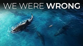 We Thought The Megalodon Was Extinct — Until New Evidence Showed Otherwise
