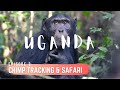 UGANDA - Chimp tracking & Safari in Queen Elizabeth National Park