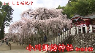 ふくしま桜紀行【小川諏訪神社（いわき市）】（2022年4月7日放送）