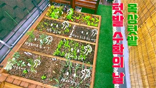 Vlog | 홈가드닝 | 옥상텃밭 | 상추 🥬 키우기