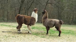 Beautiful male llamas 'dancing' to music in a display of dominance