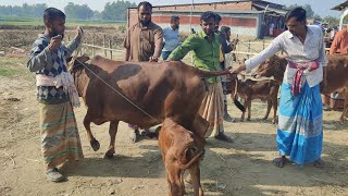 @আজ ৬ ফেব্রুয়ারী ২৫ | বাচ্চাসহ শাহিওয়াল গাভী গরুর দাম | রানীগঞ্জ হাট | দিনাজপুর