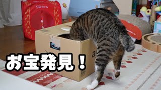 いいものを発見してしまった猫☆お誕生日プレゼントが待ちきれないゴマちゃんの執念【リキちゃんねる　猫動画】 キジトラ 猫のいる暮らし