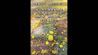 金色之戀/阿勃勒（黃金雨）