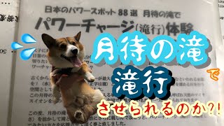 【コーギー】【月待の滝】小太郎 月待の滝で滝行させられるのか?!