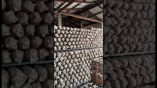 Mxtube.net :: Niparat Konyai Mp4 3GP Video & Mp3 Download ...