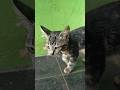 Kucing tidak punya siapa siapa lagi #funnykittens #trendingshorts