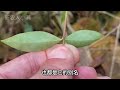 植物“了哥王”也叫岭南荛花，价值厉害了！