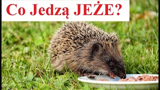 Co Jedzą JEŻE