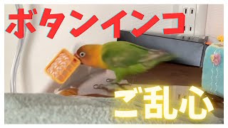 ボタンインコ ころんちゃん 最強のクチバシ