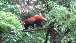 19.07 多摩動物公園 レッサーパンダのアズキとずん