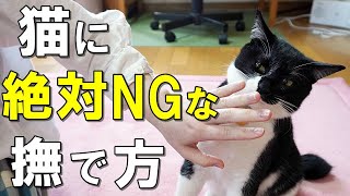 猫に絶対してはいけないNGな撫で方！猫が喜ぶ撫で方も解説【保護猫】