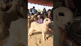 #goat #farming #Mundra #Chatra