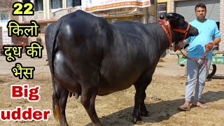 22 किलो दूध की भैस Big udder 🔥 एक आम पशुपालन की मेहनत देखे आप (94684_51052) #Top_Murra_buffalo_sale