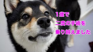 【感動秘話】1歳にして二度の手術を乗り越えた犬と家族の奮闘記