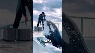 Incredible Connection! Trainer and Orca Share a Special Moment 🐋❤️ #shorts