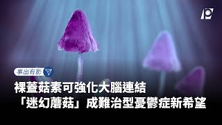 【#P有影】裸蓋菇素可強化大腦連結 「迷幻蘑菇」成難治型憂鬱症新希望