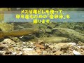 【４０㎝】大イワナたちの産卵水中動画（2013 ver.）