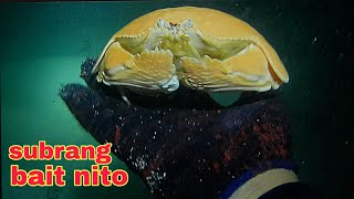 ep416 Dive2 kakaibang alimasag subrang bait night spearfishing Philippines