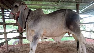 Cow Braman Indo-Brazilian Best Number 1 Khemra Video Channel