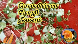 செலவில்லா கோழி தீவனம்/சாரணை கீரை கோழி தீவனம் /Kozhi Theevanam/Chennai Mottai Maadi Kozhi Valarpu