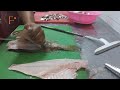 how to cut hamour fish fillet bigh hamour fish cutting skills