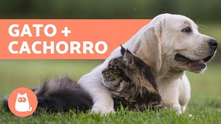 Como apresentar um CACHORRO e um GATO - 5 etapas de ADAPTAÇÃO