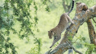A Leopard's Story - National Geographic