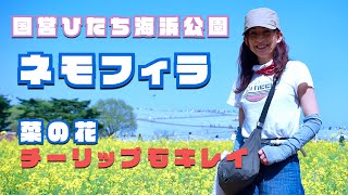 【ネモフィラ】 国営ひたち海浜公園 菜の花 チューリップもキレイ！