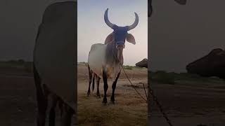 #cow #bunnybuffalo #vagad #kutch #howtotrackarabbit #animals