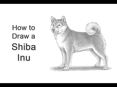 How To Draw A Dog Shiba Inu Youtube