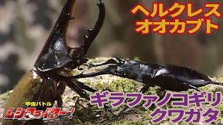 【公式】ギラファノコギリクワガタ vs ヘルクレスオオカブト（ヘラクレスオオカブト）【甲虫バトル ムシファイター！】#14