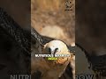 bearded vulture i the bone eating bird