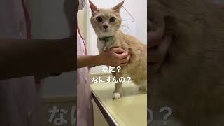 【猫動画かわいい】内弁慶 情けない表情に笑っちゃダメ 検診異常なし