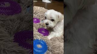 Are all toys treasures? 🐶#shorts #cute dog #maltese dog