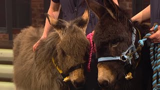 'She was found in a bog in Galway' Roma the donkey's story | The Late Late Show | RTÉ One