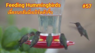 เลี้ยงนกฮัมมิ่งเบิร์ดกินน้ำหวานยามใกล้มืด ชมนกใกล้ๆ เสียงนกธรรมชาติ Beautiful Hummingbirds. Ep.57