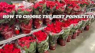 How To Choose The Best Poinsettia Plant: Shoppers Guide To Buying The Perfect Poinsettias!