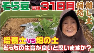 そら豆　定植３１日目【そら豆を違う土で比較栽培してみます】【摘芯】【増し土】【土寄せ】【土載せ】【ソラマメ】【空豆】【栽培】【育て方】