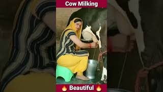 Beautiful Bhabhi Cow Milking - You Tube Shorts