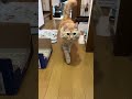 歩いてくる時この曲流れるちゃう笑　　　 shorts ねこと会話 しゃべる猫 ごはんと言う猫 ねこ cat talkingcat