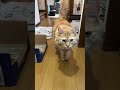 歩いてくる時この曲流れるちゃう笑　　　 shorts ねこと会話 しゃべる猫 ごはんと言う猫 ねこ cat talkingcat