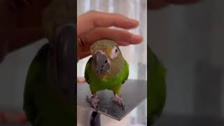 とにかく可愛いシモフリインコ