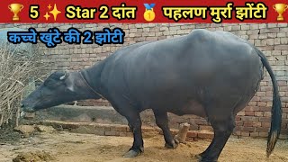 🏆5 Star 2 दांत 🥇पहलण मुर्रा झोटी || कच्चे खूंटे की झोटी | 25+ Madar Rekord | For Sale Murrah Buffalo