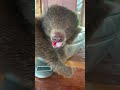 animal edventure sometimes they just need a little help 😍 fyp foryou foryoupage asmr sloth