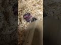 赤ちゃんを咥えて移動させるママハムスター（生後四日）mother hamster holding a baby and moving it four days after birth