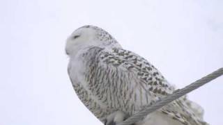 Rudyard, MI -  Snowy Owl